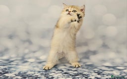 British Shorthair cats for sale: Excellent Scottish straight and fold kittens - Image 39
