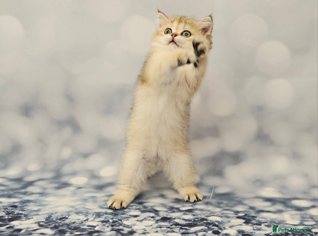 British Shorthair cats for sale: Excellent Scottish straight and fold kittens - Image 39