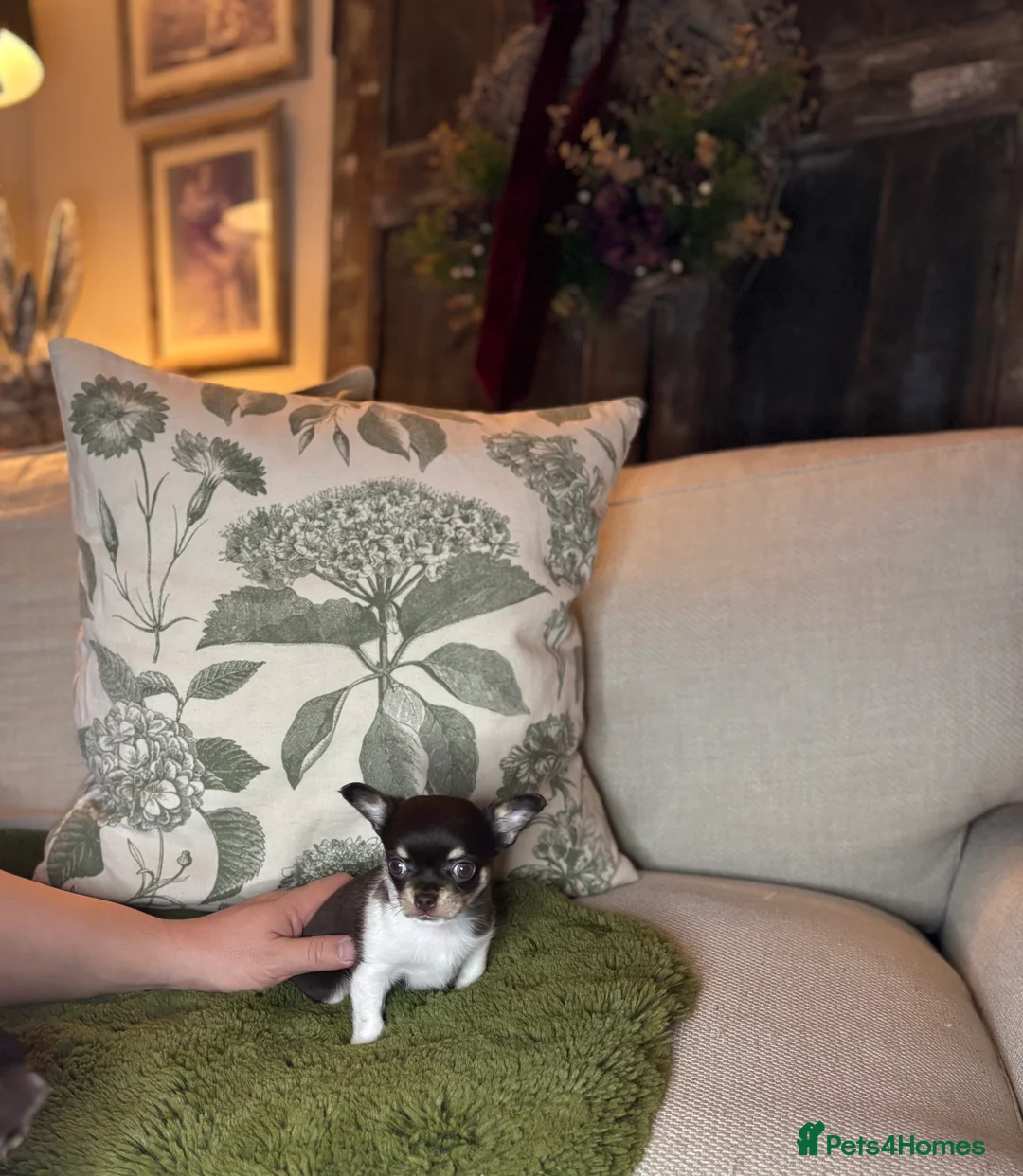 Chihuahua dogs for sale: Chocolate chihuahua boys ready now  - Advert 8