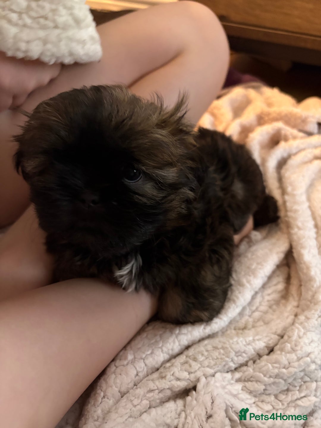 Mixed Breed dogs for sale: Shih Tzu cross - teddy bear puppies - Advert 12