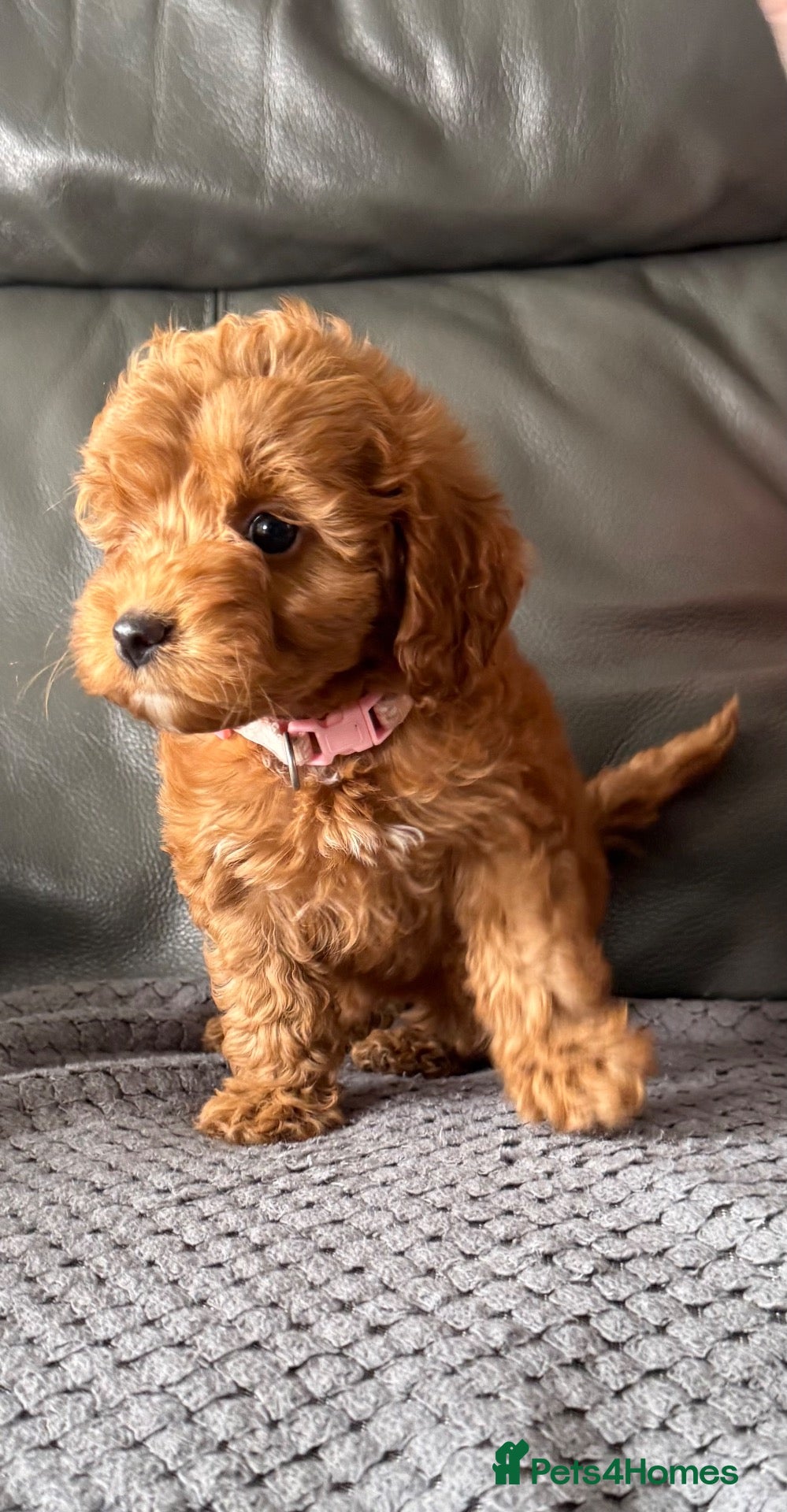 Cockapoo dogs Beautiful Cockapoo puppies  - Advert 1