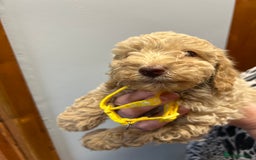 Miniature Poodle dogs for sale: Miniature poodles  - Image 15
