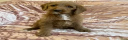 Goldendoodle dogs for sale: Beautiful doodles looking for forever homes - Advert 14