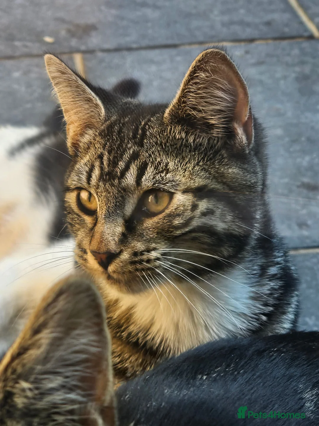 European cats for sale: Beautiful Tabby Kittens - Friendly, Playful in Hemel Hempstead - Advert 1