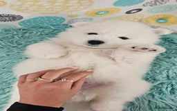 Samoyed dogs for sale: 2wonderful, purebred boys. (For therapy dogs) - Image 1