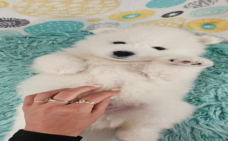 Samoyed dogs - Advert 1