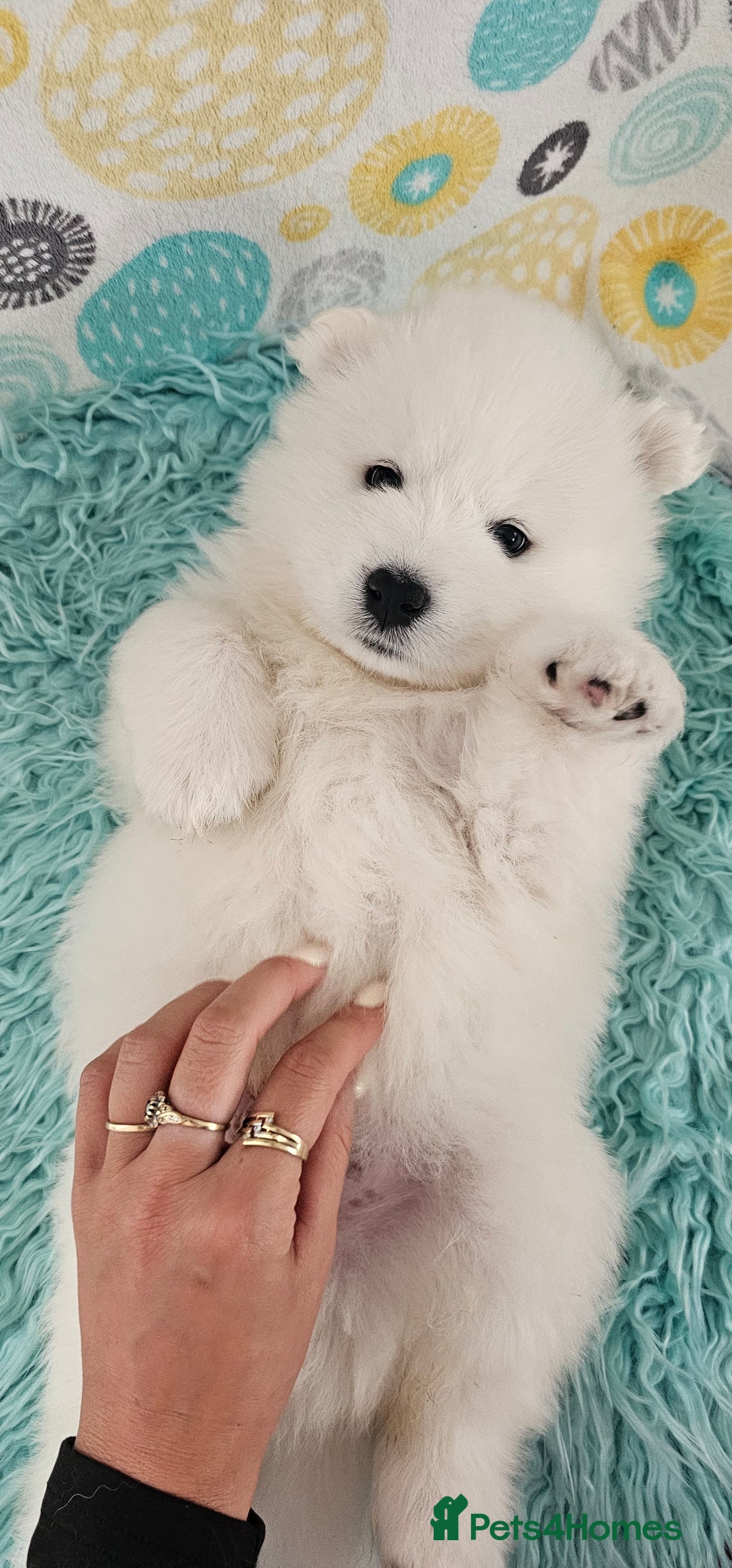 Samoyed dogs for sale: 2wonderful, purebred boys. (For therapy dogs) - Image 1