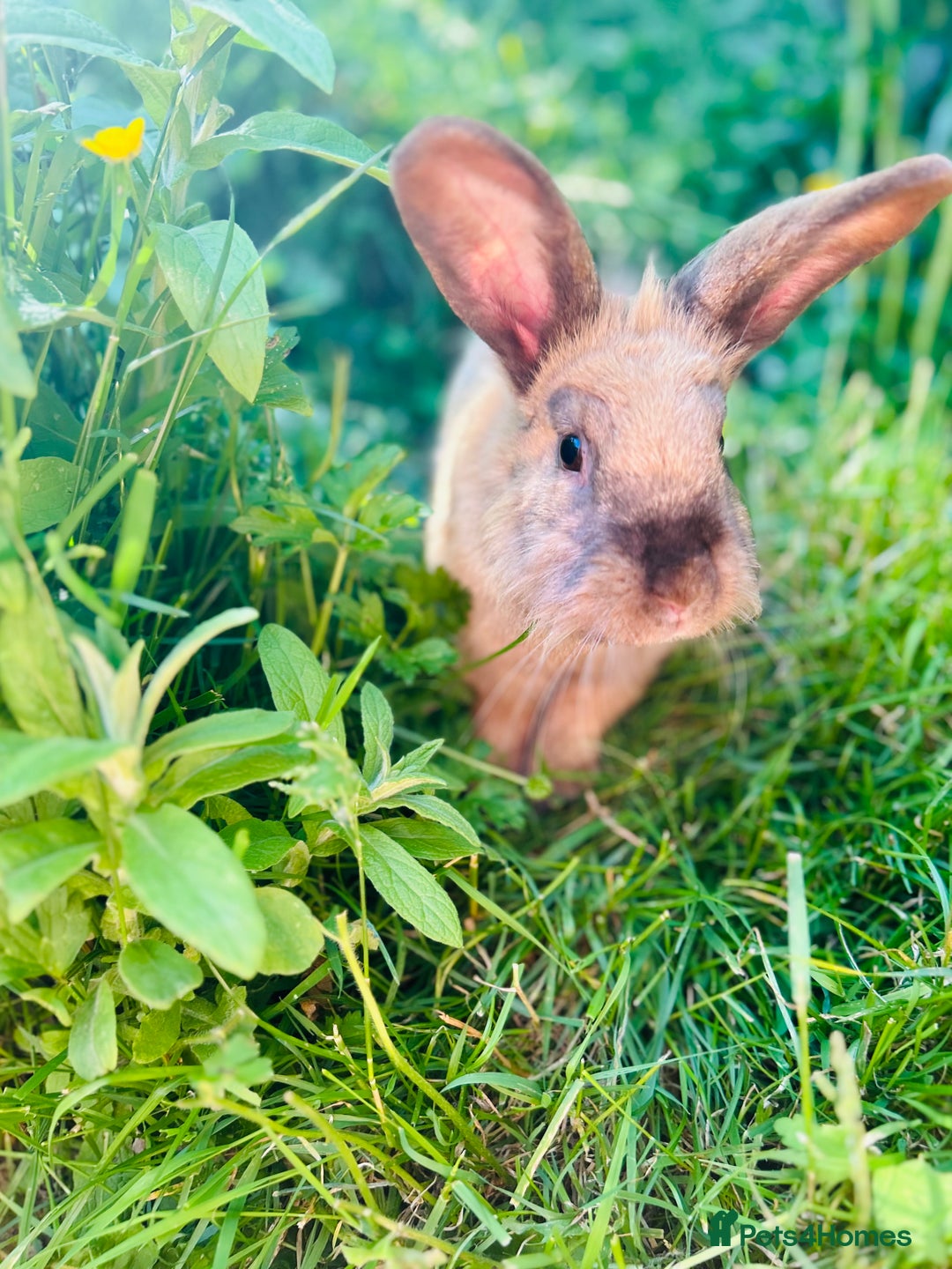 Mixed Breed rabbits for sale: Beautiful bonded sisters 2yrs old. - Advert 5