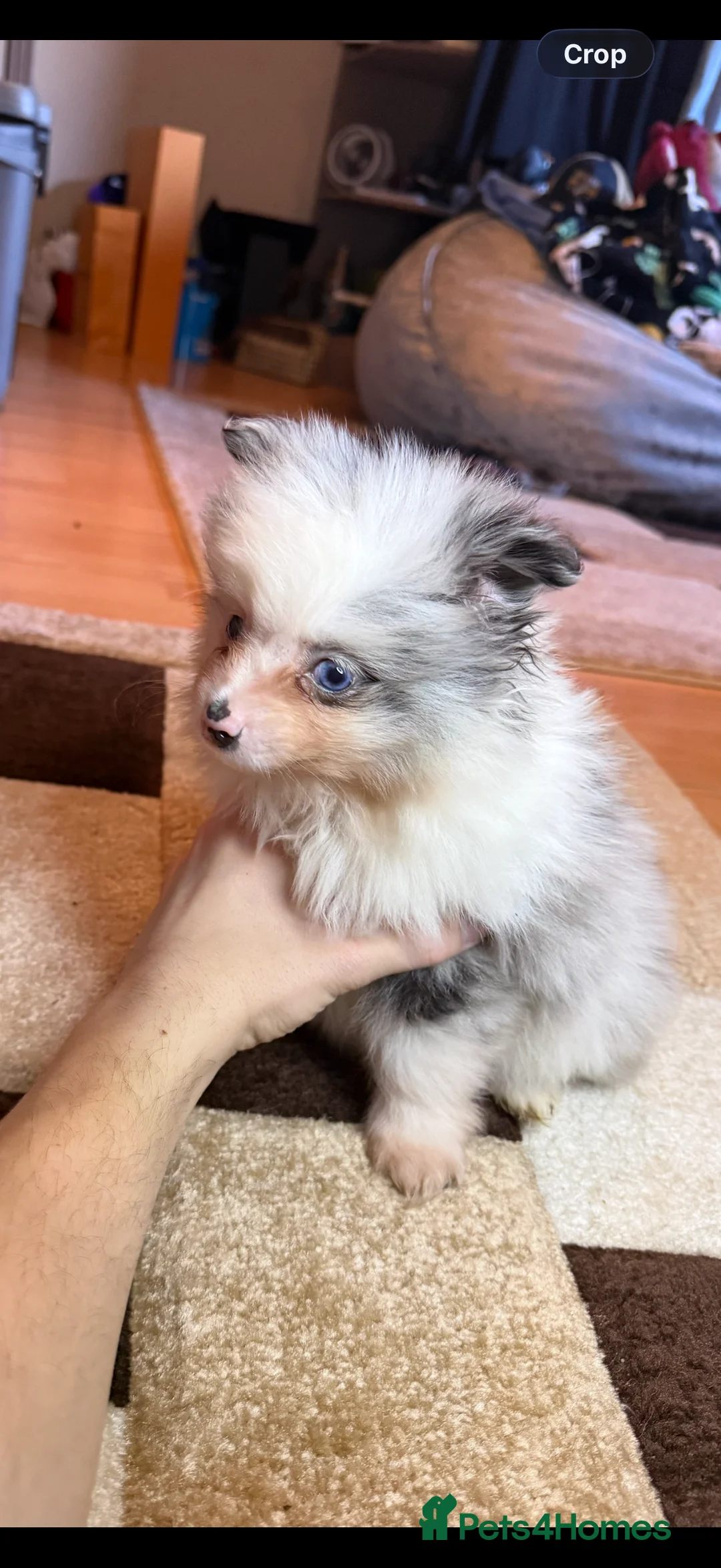 Pomeranian dogs for sale: 🐾 Adorable Merle Pomeranian Puppies for Sale 🐾 - Advert 15
