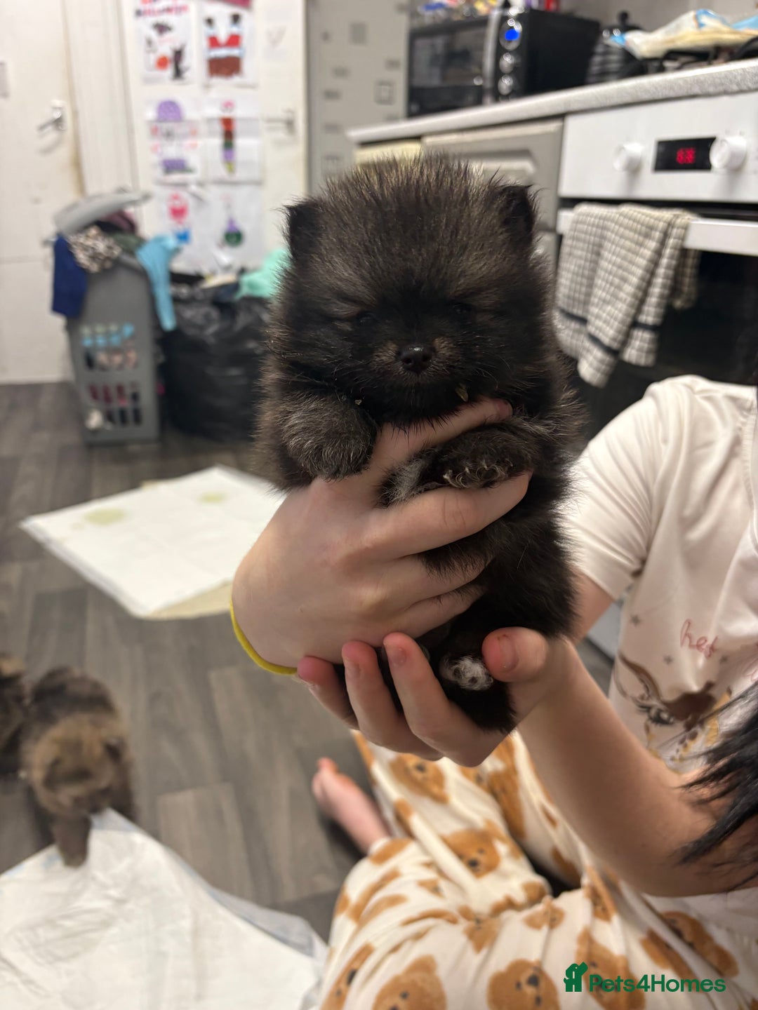 Pomeranian dogs for sale: Litter of pomeranians  - Advert 5