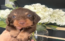 Dachshund dogs for sale: Fully dna health tested wire hair dachshund pups - Image 5