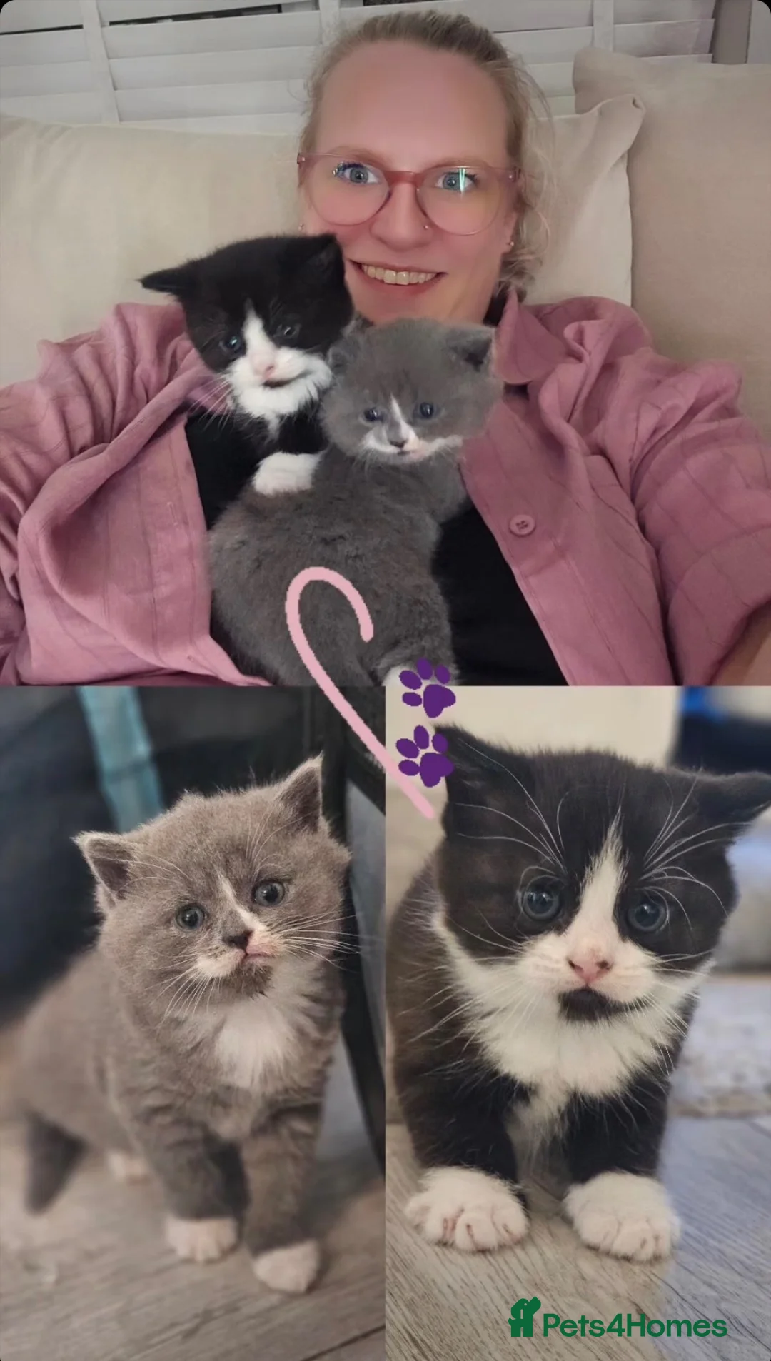 Mixed Breed cats for sale: British short hair kittens  - Advert 5