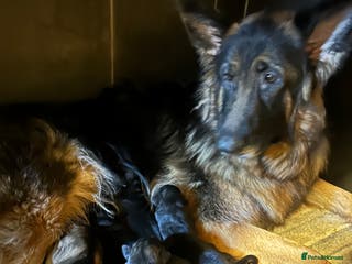 German Shepherd dogs Adorable German Shepherd puppies - Advert 13