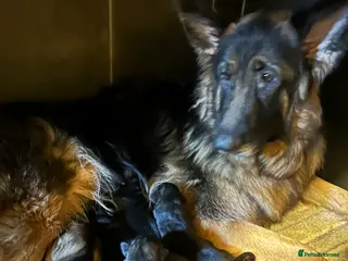 German Shepherd dogs Adorable German Shepherd puppies - Advert 4