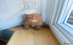 British Shorthair cats for sale: GCCF reg BS kittens true to type cinnamon  - Image 9