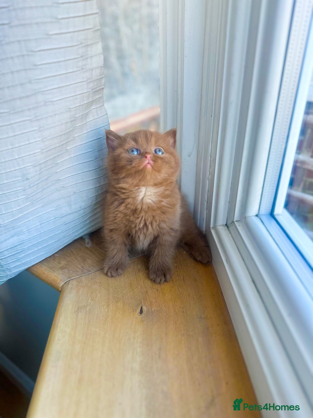 British Shorthair cats for sale: GCCF reg BS kittens true to type cinnamon  - Image 9