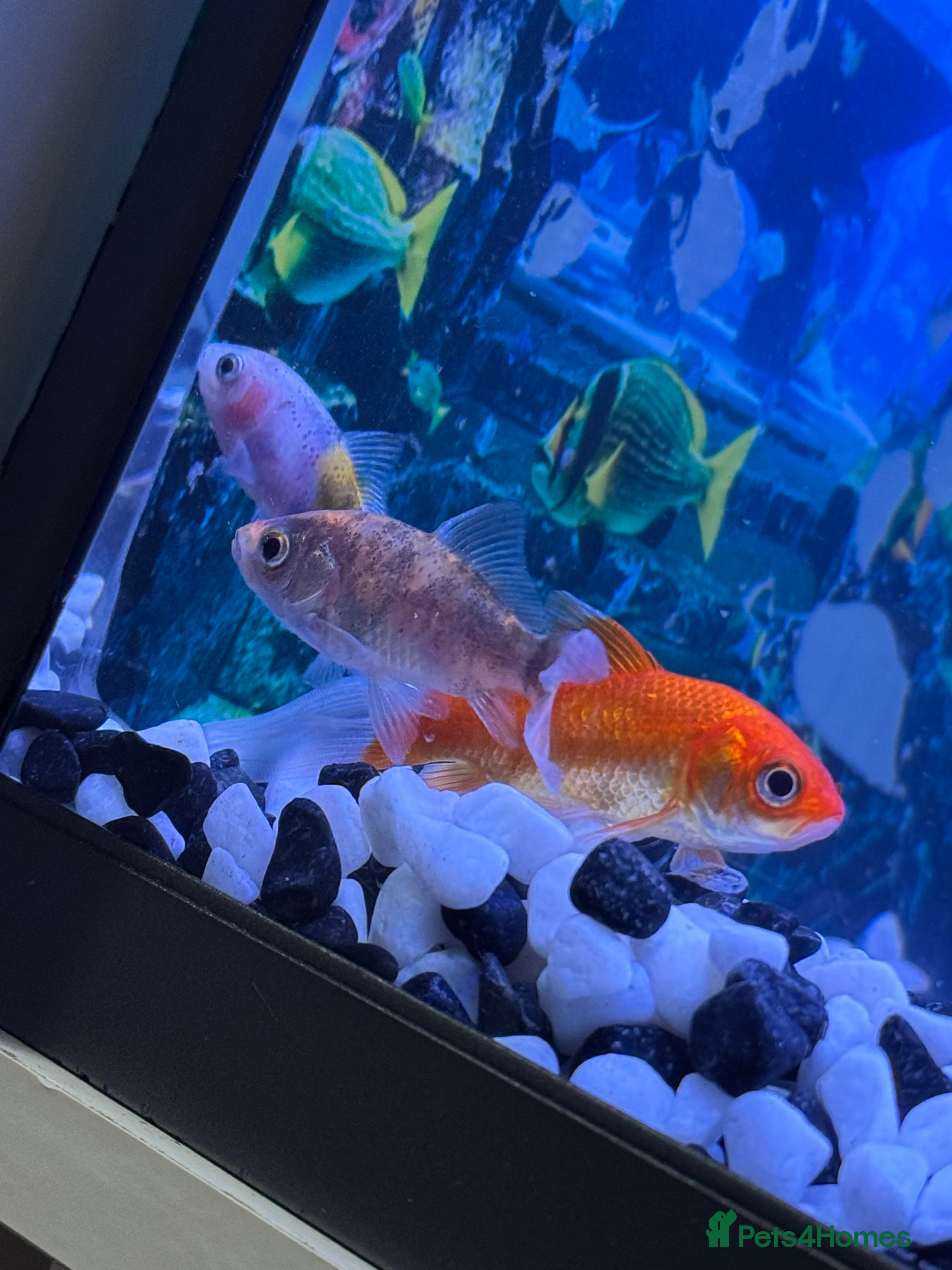 Goldfish fish 3 young goldfish - Advert 12