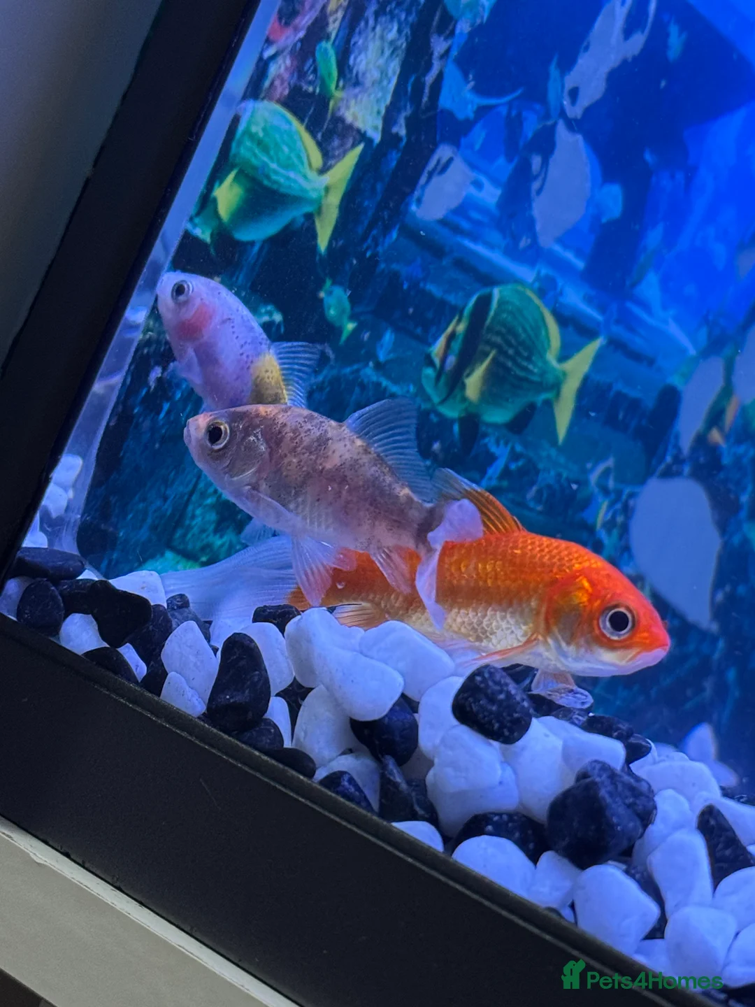 Goldfish fish for sale: 3 young goldfish - Advert 1