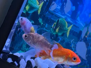 Goldfish fish 3 young goldfish - Advert 1