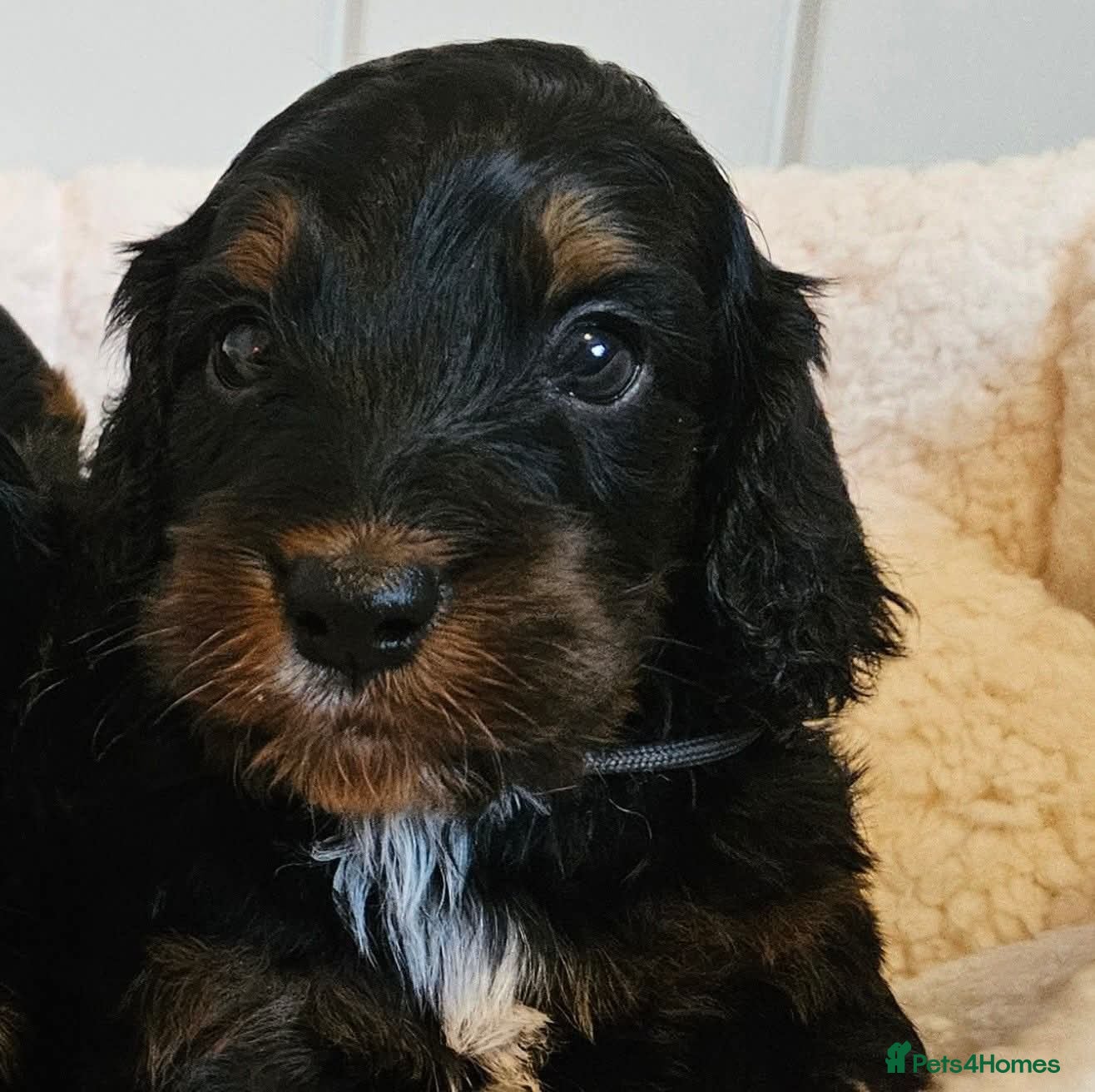 Cockapoo dogs Licensed insured breeder! Show-type cockapoo boys - Advert 2