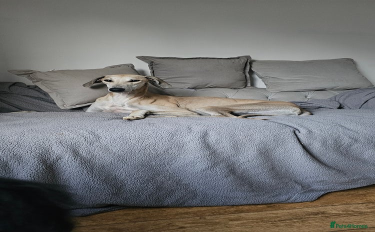 Greyhound dogs - Advert 1