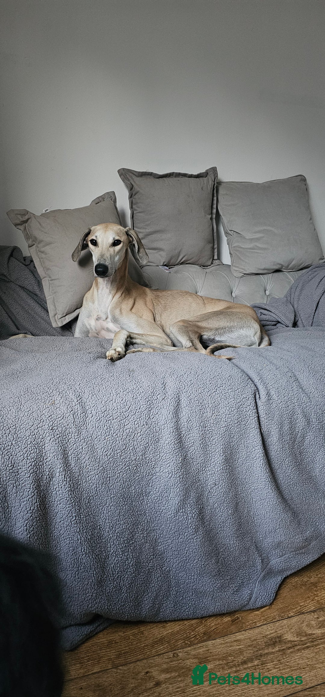 Greyhound dogs for sale: Greyhound  - Image 1