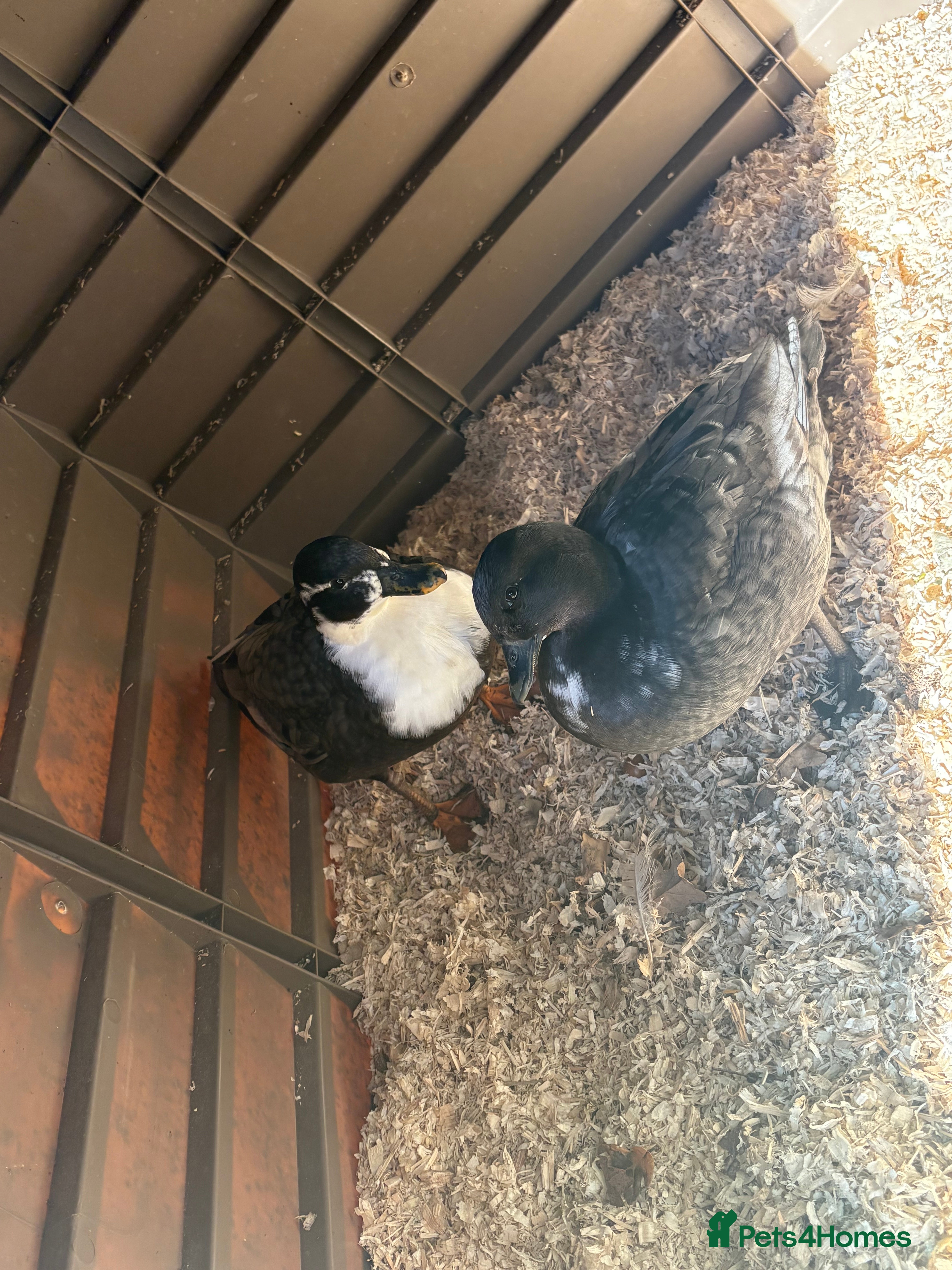 Ducks poultry 6 beautiful call ducks  - Advert 7