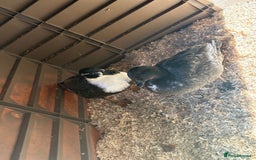 Ducks poultry for sale: 6 beautiful call ducks  - Image 1