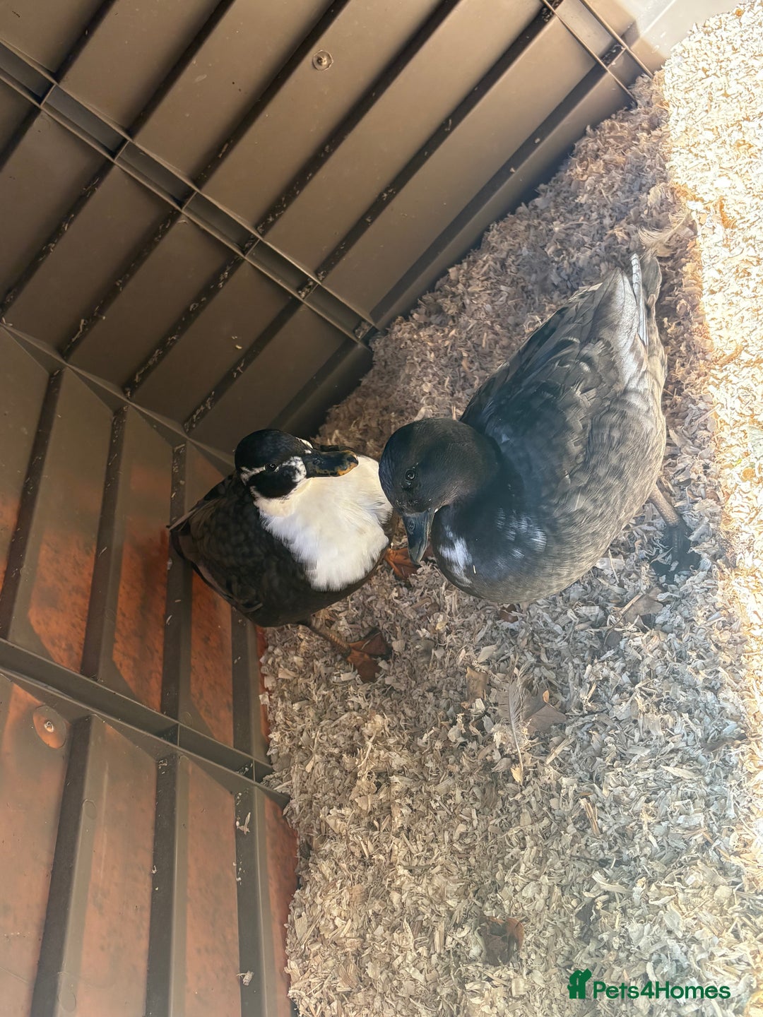 Ducks poultry for sale: 6 beautiful call ducks  - Image 1