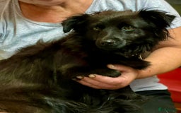 Schipperke dogs for adoption: Tina’s Story: From Despair to Hope - Image 4