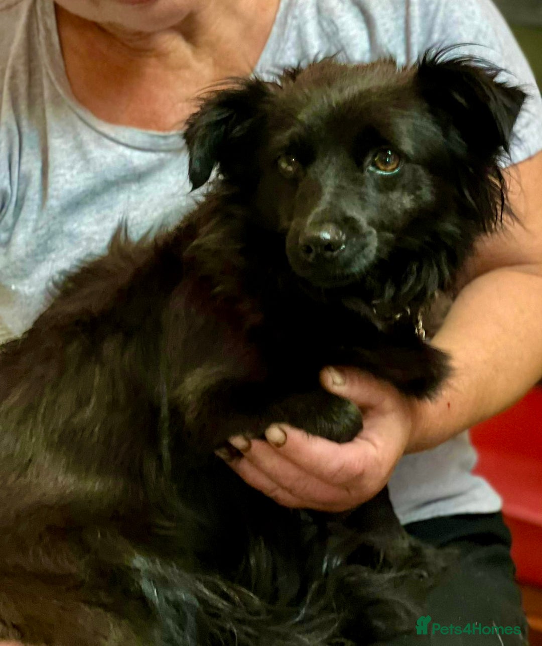 Schipperke dogs for adoption: Tina’s Story: From Despair to Hope - Image 4