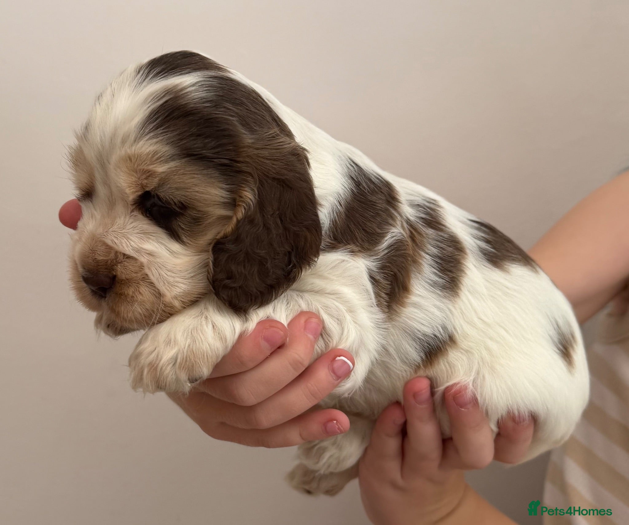 Cocker Spaniel dogs 🐾 SHOW COCKER SPANIEL PUPPIES FORSALE 🐾  - Advert 2
