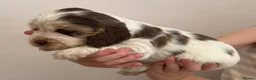 Cocker Spaniel dogs for sale: 🐾 SHOW COCKER SPANIEL PUPPIES FORSALE 🐾  - Advert 22