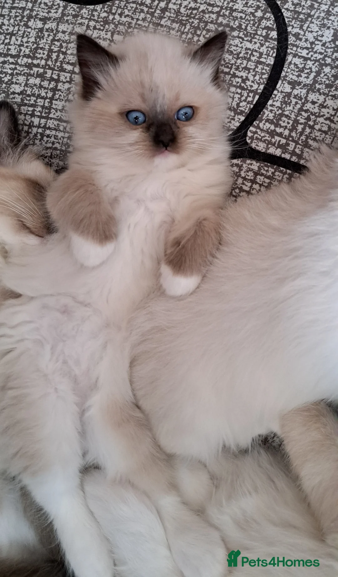 Ragdoll cats for sale:  GCCF Reg. Ragdolls Kittens CHAMPION LINES - Advert 37