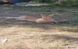 English Lop rabbits for sale: female lop rabbit - Image 1