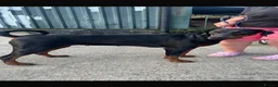 Dobermann dogs for sale: Ruby Beautiful Doberman Girl - Advert 11
