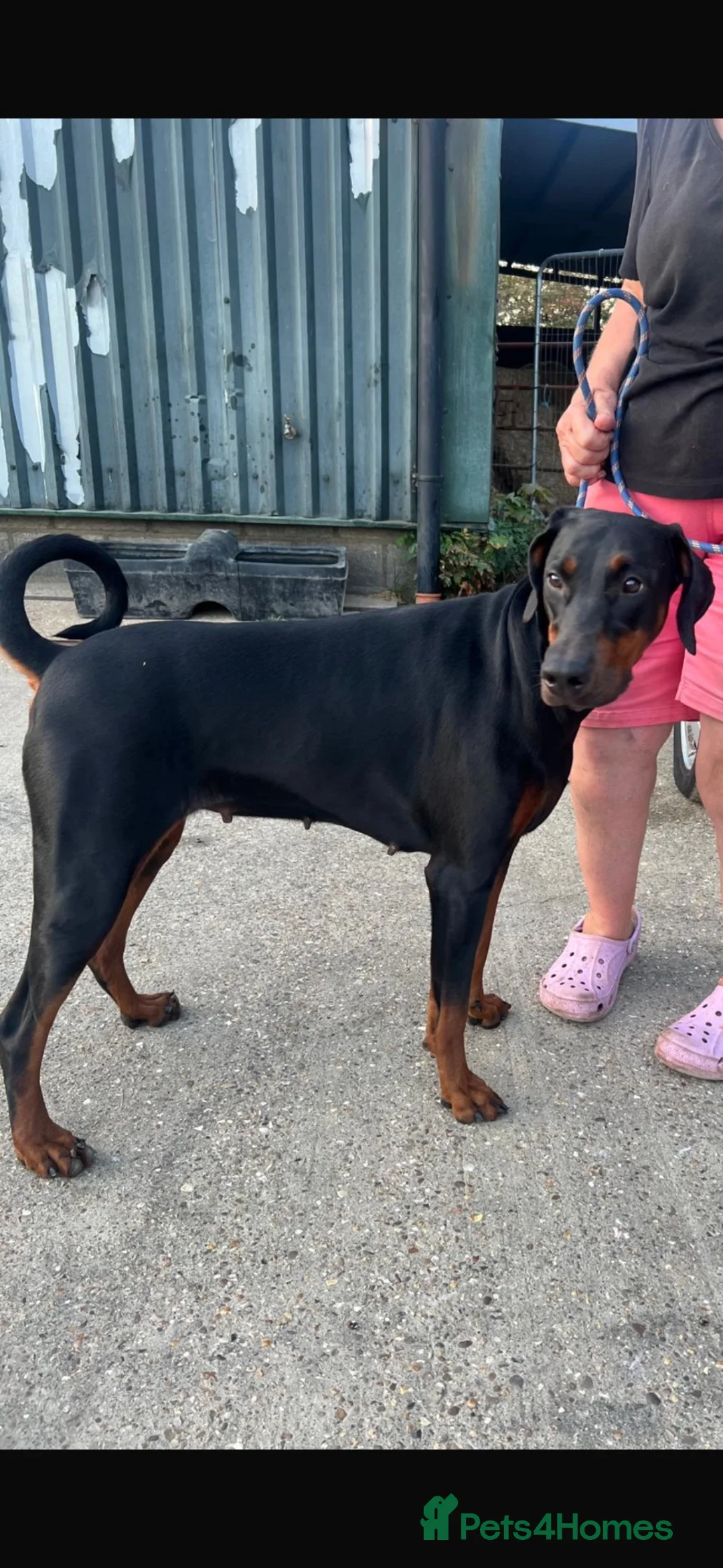 Dobermann dogs for sale: Ruby Beautiful Doberman Girl - Advert 11