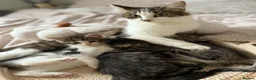 Mixed Breed cats for sale: Kittens looking for new home in Mansfield - Advert 2