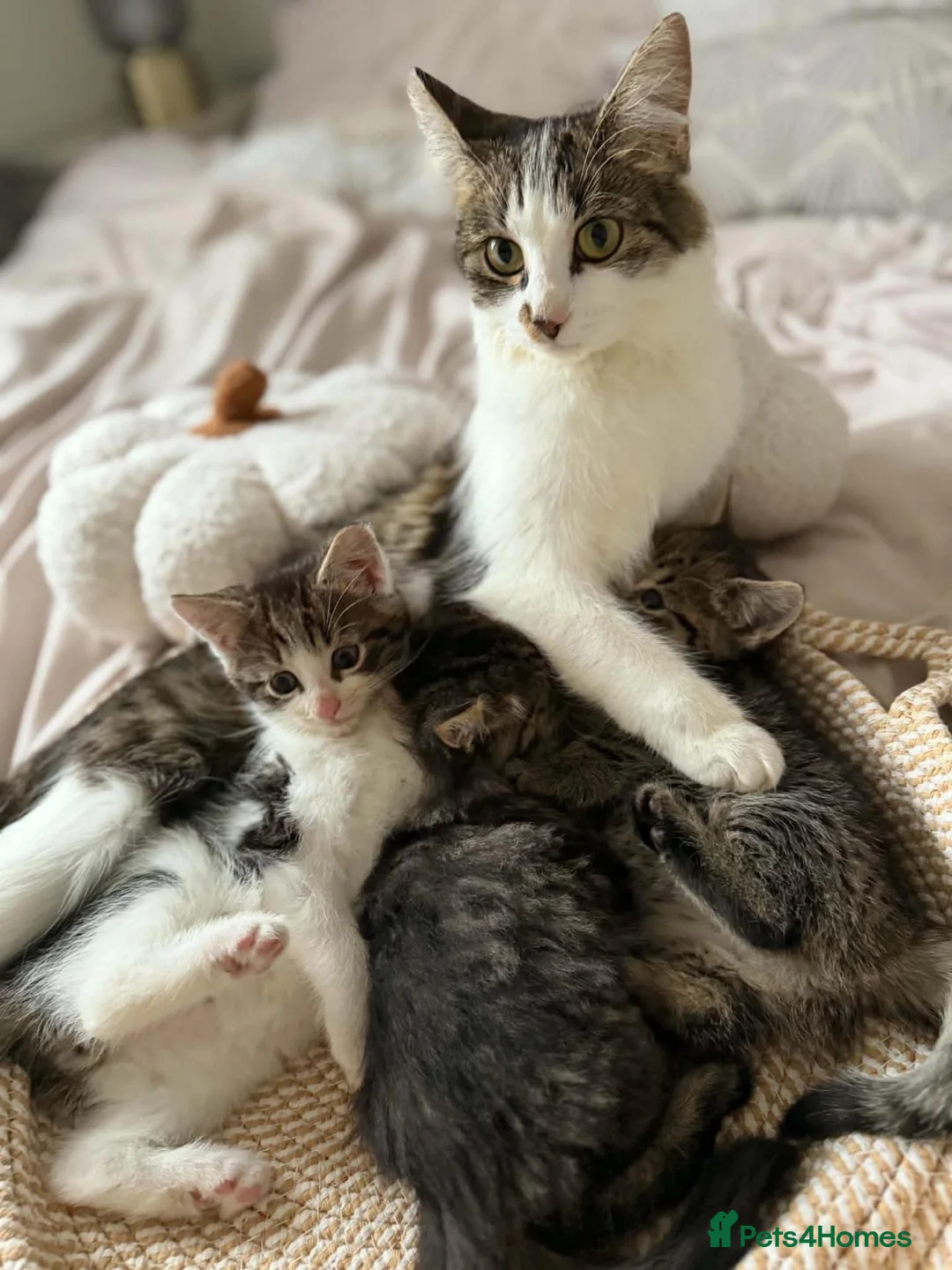 Mixed Breed cats for sale: Kittens looking for new home in Mansfield - Advert 2