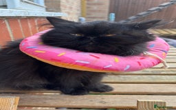 Persian cats for sale: Silver black tabby Persian mix kittens  - Image 17