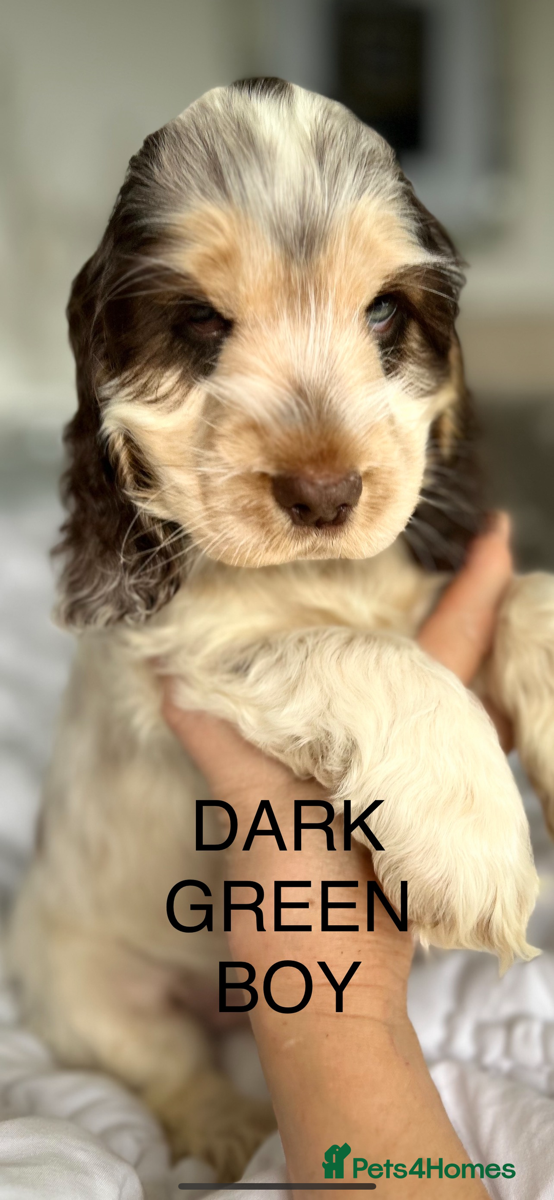 Cocker Spaniel dogs for sale: OUTSTANDING KC REG SHOW COCKER SPANIEL PUPPIES  - Image 18
