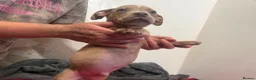 American Bully dogs for sale: Pocket bully puppies  - Advert 10
