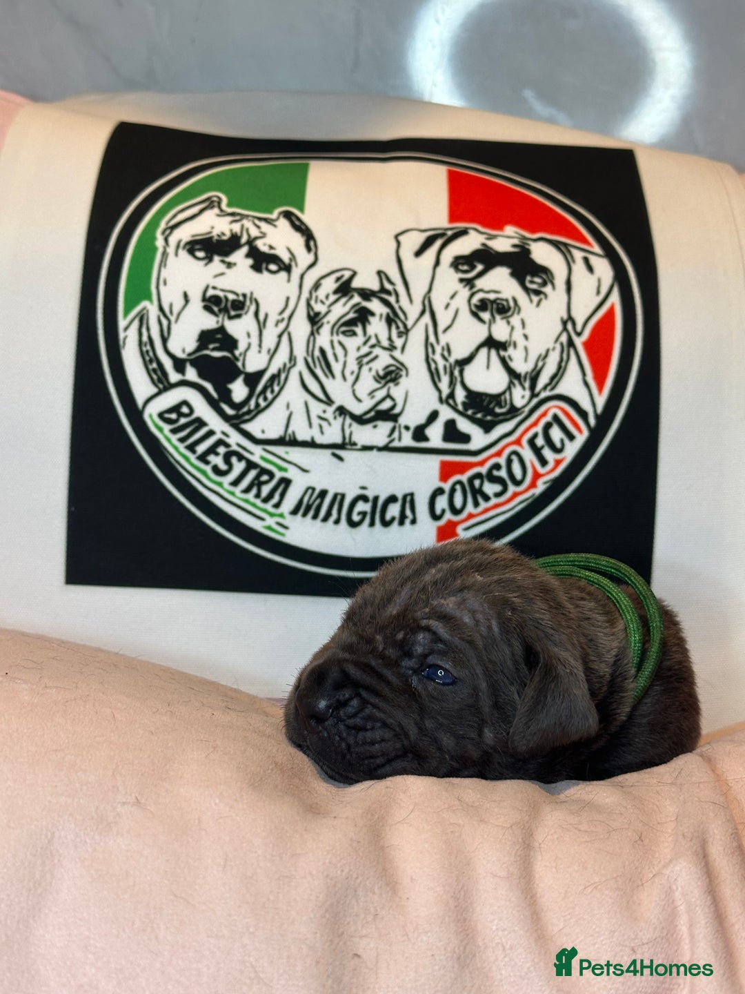 Cane Corso dogs for sale: Cane corso IKC/FCI  - Advert 17