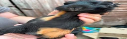 Guinea Pig rodents for sale: 4X Male Guinea Big Babies  - Advert 3
