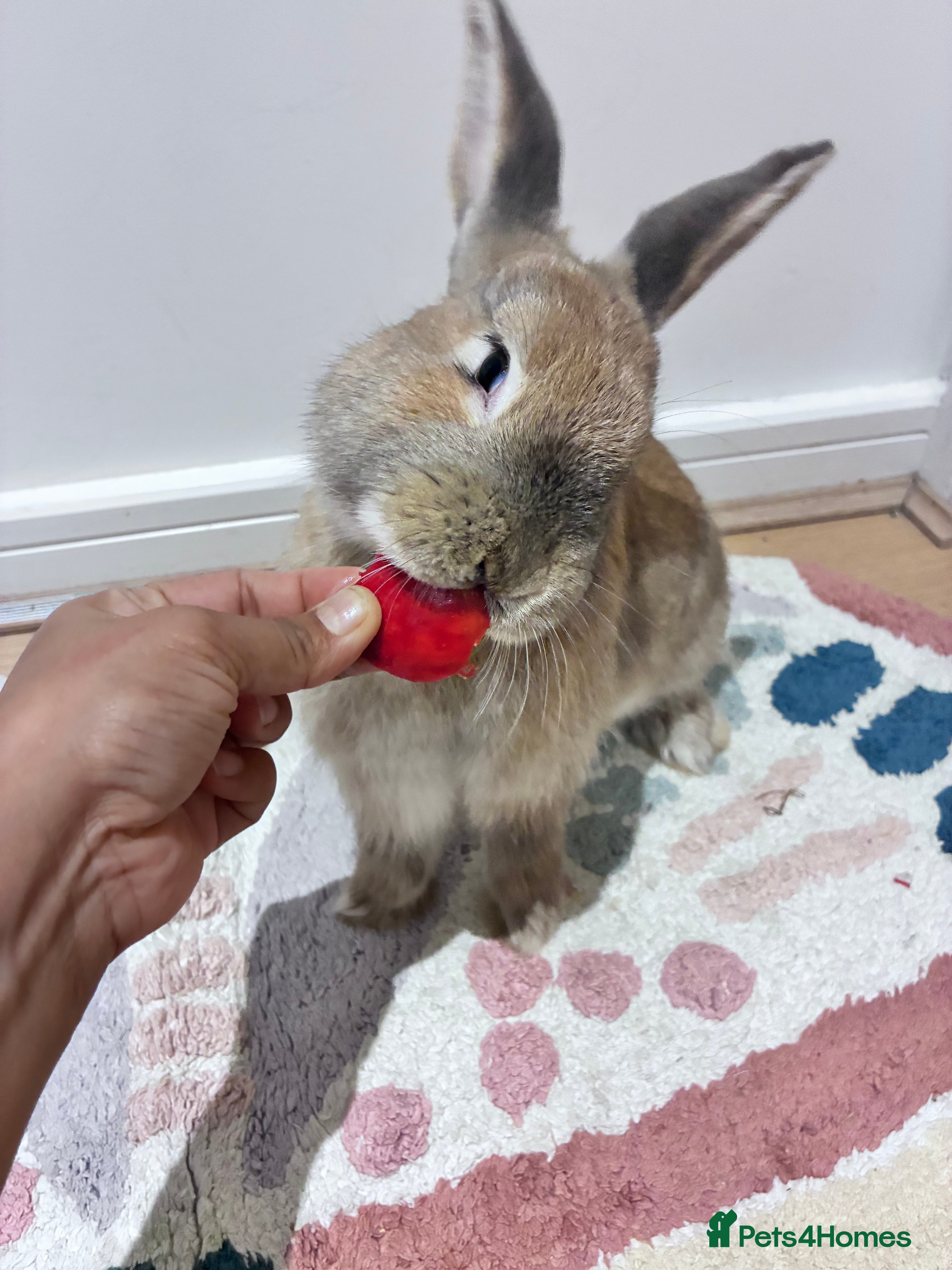 Mixed Breed rabbits Adorable Bunny Looking for a Loving Home - Advert 3