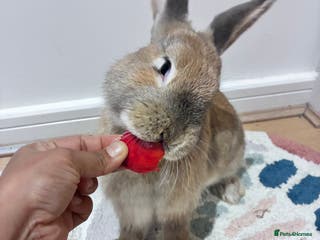 Mixed Breed rabbits Adorable Bunny Looking for a Loving Home - Advert 4