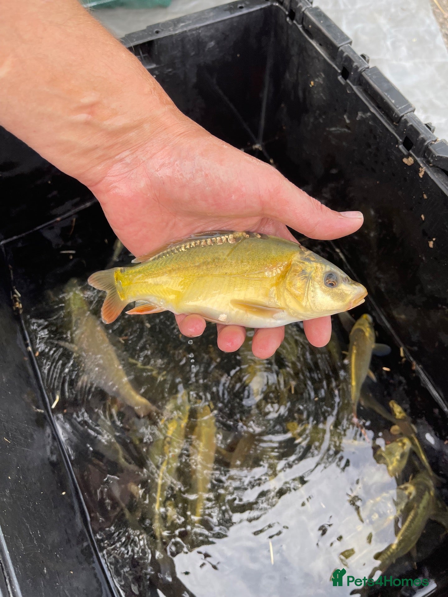 Koi Carp fish Young Carp Mirror Common Ghost  - Advert 1