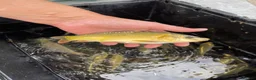 Koi Carp fish for sale: Young Carp Mirror Common Ghost  in Leicester - Advert 1