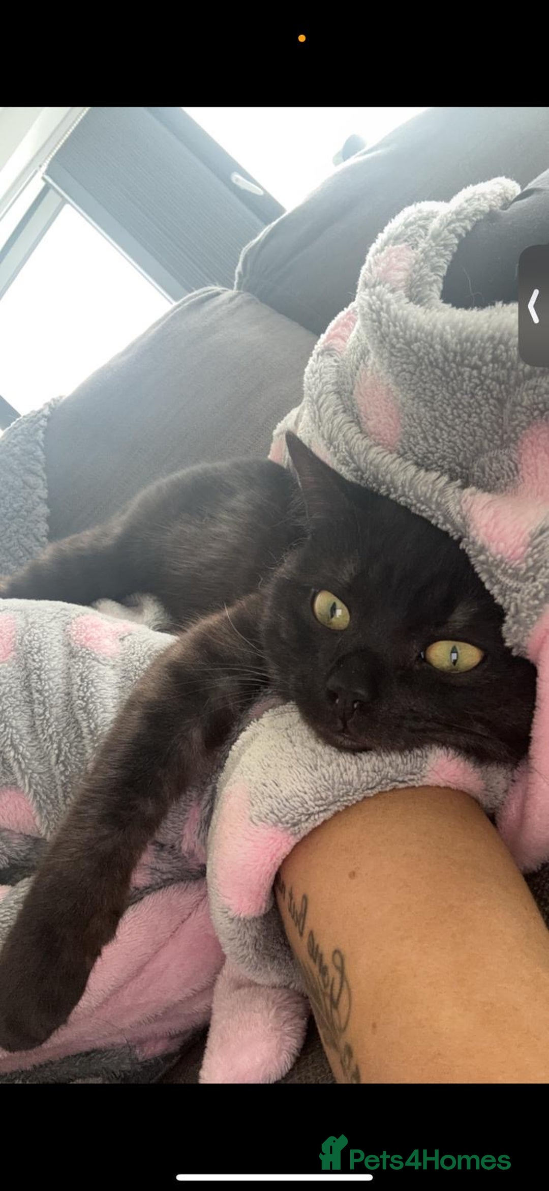 British Shorthair cats for sale: Beautiful Mixed BSH AND TABBY  - Image 2