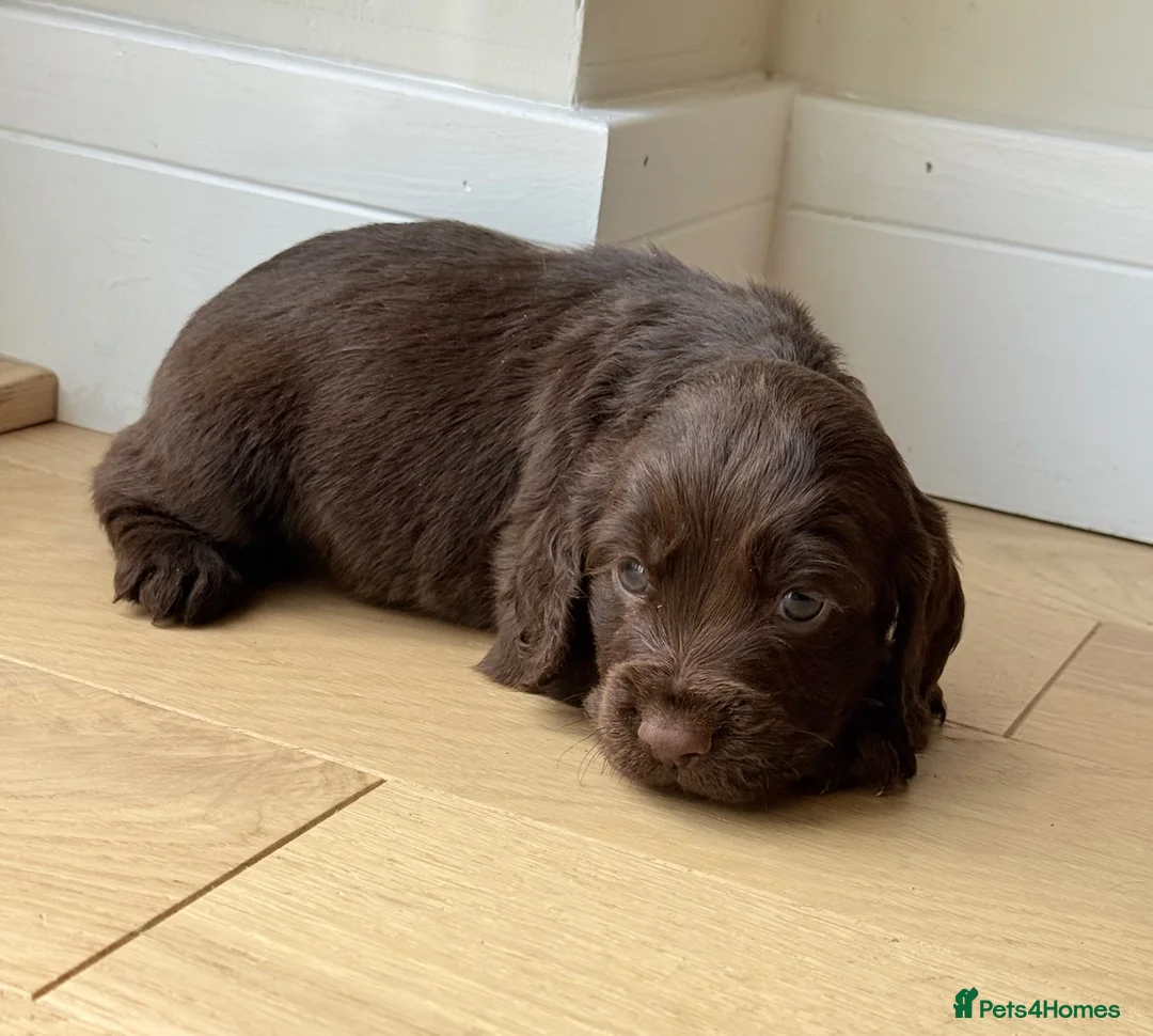 Cocker Spaniel dogs for sale: Cocker spaniel puppies  - Advert 15